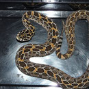 Crotalus polystictus, DNZ2009