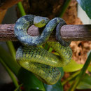 1.0 Atheris squamigera