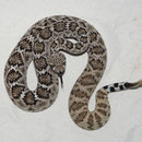 0.1 Crotalus atrox, DNZ2011