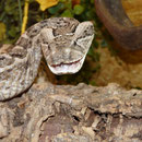 0.1 Bitis arietans