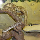 0.1 Crotalus atro "Het Albino"