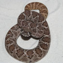 0.0.1 Crotalus atrox "Bisbee" Elterntiere sind auch in der Galerie!