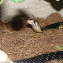 0.1 Naja melanoleuca