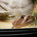 1.0 Crotalus atrox, DNZ 2009