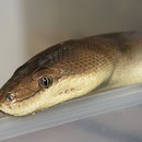 0.1 Liasis olivaceus, DNZ 2009