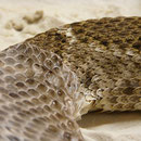 1.0 Crotalus atrox "Mountain Davis"