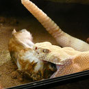 1.0 Crotalus atrox "Albino"