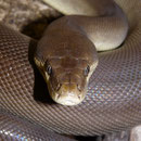 1.0 Liasis olivaceus, DNZ 2008