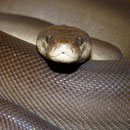 1.0 Liasis olivaceus, DNZ 2008
