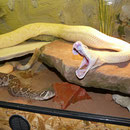 1.0 Crotalus atrox "Albino"