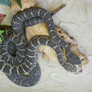 1.1 Crotalus cerberus, 0.1 WC und 1.0 DNZ 2010