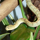 0.1 Atheris squamigera