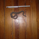 1.0 Crotalus enyo enyo, DNZ 2009 "Vermessungsbild für Software"