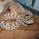 1.0 Crotalus enyo enyo, DNZ 2009