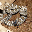1.0 Crotalus cerberus, DNZ2011