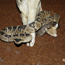 1.0 Crotalus molossus