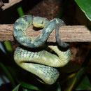 1.0 Atheris squamigera
