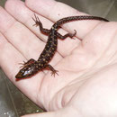 0.1 Lepidophyma flavimaculatum
