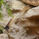 1.1 Crotalus atrox "Bisbee"