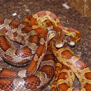 1.1 Pantherophis guttatus, DNZ 1999 und DNZ 2008