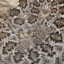 0.2 Crotalus atrox, DNZ 2010