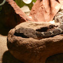 Crotalus cerberus, DNZ 2010