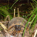 Tortue denticulée