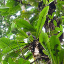 Tayra. Photo Pierre Gutierrez.