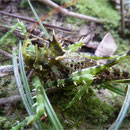 Criquet en forêt