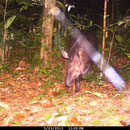 Tapir