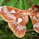 Papillon quatre fenêtre. Photo Pierre Gutierrez.