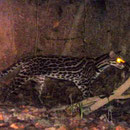 Ocelot sur la rive. Photo Pierre Gutierrez.