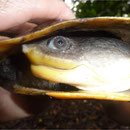 Tortue