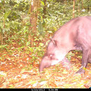 Tapir