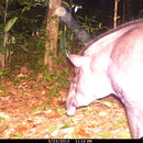 Tapir