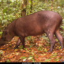 Tapir