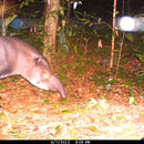 Tapir