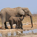 Elefanten im Etosha Nationalpark