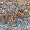 Löwenbabys im Etosha Nationalpark