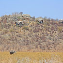 Dolomite Restcamp Etosha NP