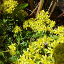 Hedemündener Sedum mit Hummelkönigin