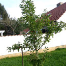 Die neuen Apfelbäume Alkmene