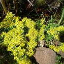 Hedemündener Sedum mit Hummelkönigin