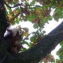 und der kleine Firefox