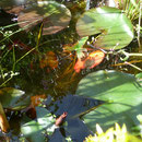 Auf dem Foto ist ein Molch versteckt. Im Wasser.