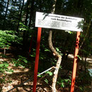 Im Wald sind Baumbesonderheiten eingerahmt. Regeneration der Architektur nach Beschädigung