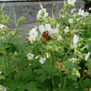 Hummel am Storchenschnabel