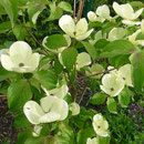 Cornus Venus