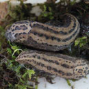 Tigerschlegel (Limax maximus-mit Eier)