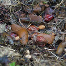 spanische Wegschnecke (Arion vulgaris)